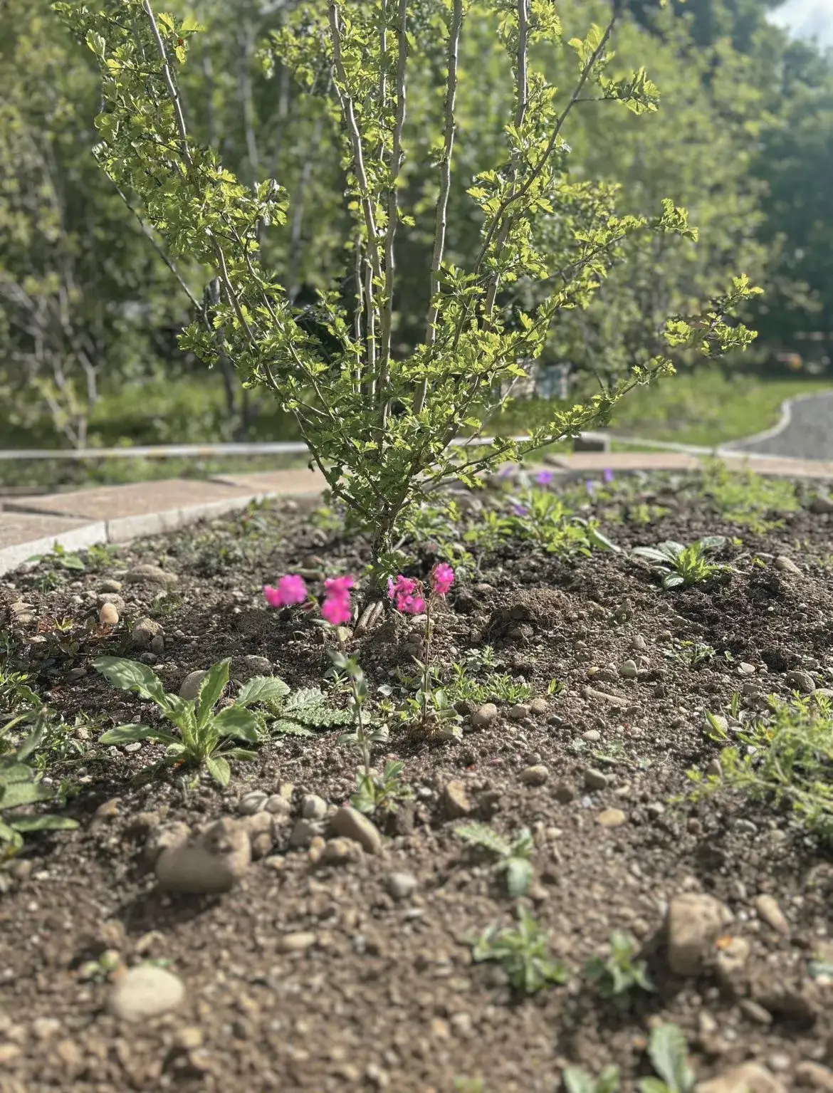 A young, leafy green sapling growing in a curved stacked slab raised bed, with small, bright pink flowers planted around its base in dark soil.